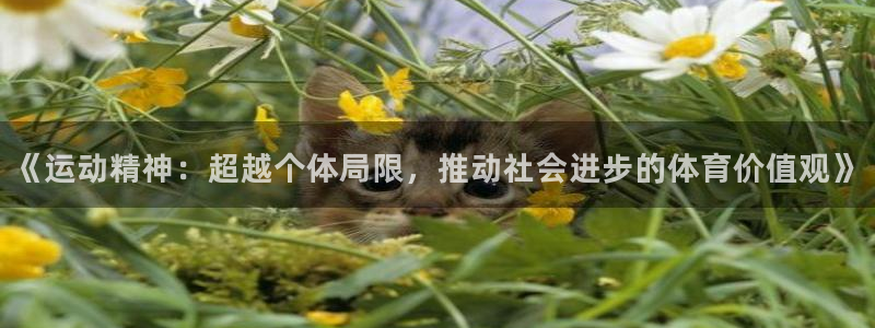 哈哈体育下载